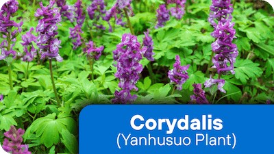 Corydalis